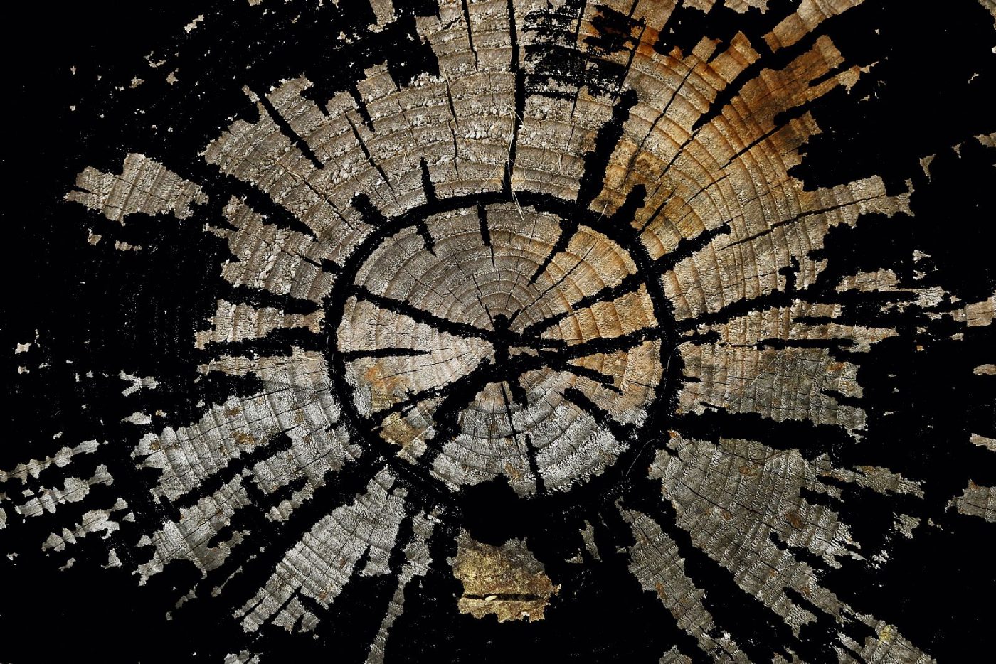 Dark side wood planet, multivisione di MARIO COSTA